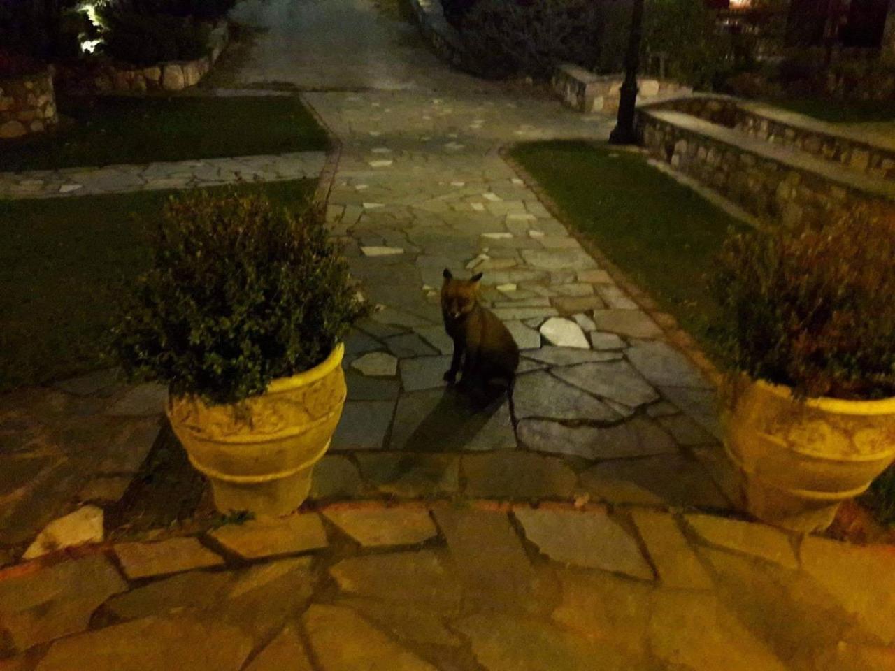 Tzivaeri Hotel Likodhromion Luaran gambar
